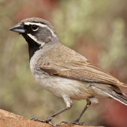 Adult Adult