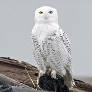 Male. Note: extensive white bib, thin barring on breast and wings. Male. Note: extensive white bib, thin barring on breast and wings.