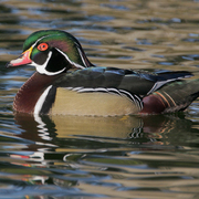 Male Male