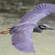 Adult. Note: boldly marked head and plain gray back. Adult. Note: boldly marked head and plain gray back.